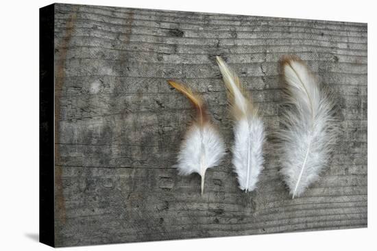 Three Feathers on Wood-Cora Niele-Premier Image Canvas