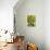 Three Fir Trees-Blenda Tyvoll-Premier Image Canvas displayed on a wall