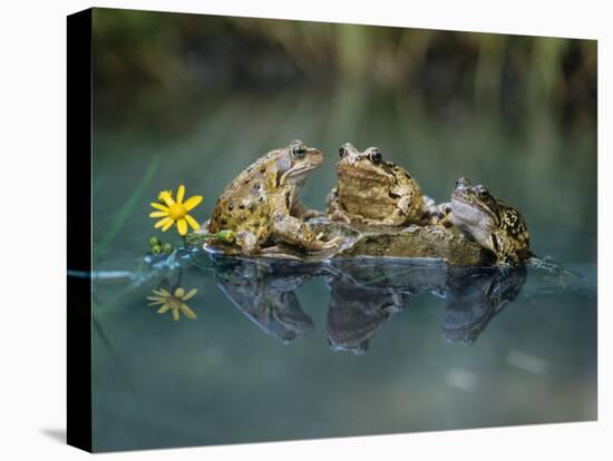 Three Frogs Sitting on Rock-moodboard-Premier Image Canvas