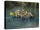 Three Frogs Sitting on Rock-moodboard-Premier Image Canvas