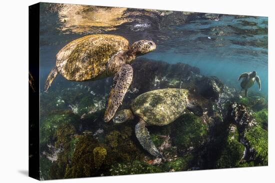 Three Galapagos Green Turtles (Chelonia Mydas Agassizii) Feeding on Seaweed Growing on Lava Rocks-Alex Mustard-Premier Image Canvas