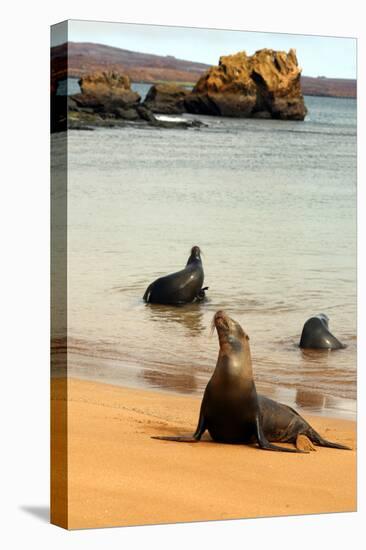 Three Galapagos Sea Lions Play on the Shore of Bartholomew Island. Ecuador, South America-Kymri Wilt-Premier Image Canvas