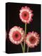 Three Gerbera Daisies on Dark Background-Clive Nichols-Premier Image Canvas