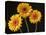 Three Gerbera Daisies on Dark Background-Clive Nichols-Premier Image Canvas