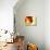 Three Gerbera Daisies-Sabine Jacobs-Premier Image Canvas displayed on a wall