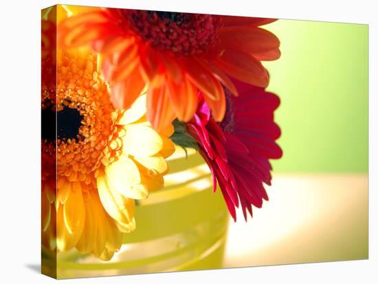 Three Gerbera Daisies-Sabine Jacobs-Premier Image Canvas