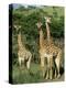 Three Giraffe, Giraffa Camelopardalis, Itala Game Reserve, Kwazulu-Natal, South Africa, Africa-Ann & Steve Toon-Premier Image Canvas