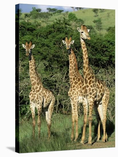 Three Giraffe, Giraffa Camelopardalis, Itala Game Reserve, Kwazulu-Natal, South Africa, Africa-Ann & Steve Toon-Premier Image Canvas