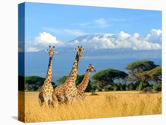 Three Giraffe on Kilimanjaro Mount Background in National Park of Kenya, Africa-Volodymyr Burdiak-Premier Image Canvas