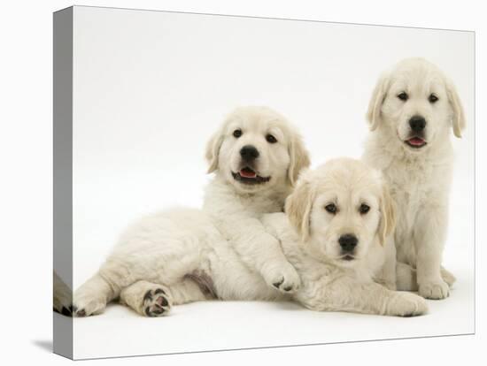 Three Golden Retriever Pups-Jane Burton-Premier Image Canvas