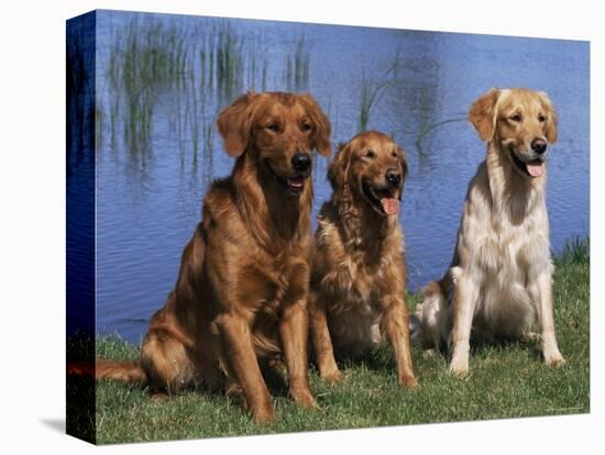 Three Golden Retrievers, USA-Lynn M. Stone-Premier Image Canvas