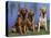 Three Golden Retrievers, USA-Lynn M. Stone-Premier Image Canvas