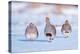 Three Grey partridge walking in snow, the Netherlands-Edwin Giesbers-Premier Image Canvas