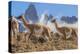 Three Guanacos running over hillside, Patagonia, Chile-Nick Garbutt-Premier Image Canvas