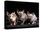 Three Hairless, Sphinx Cats-Adriano Bacchella-Premier Image Canvas