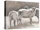Three Heirloom Sheep-Gwendolyn Babbitt-Stretched Canvas