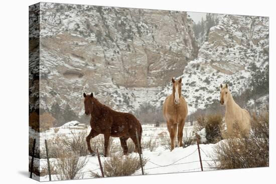 Three Horses in Pasture with Snow, Near Kanab, Utah-Howie Garber-Premier Image Canvas