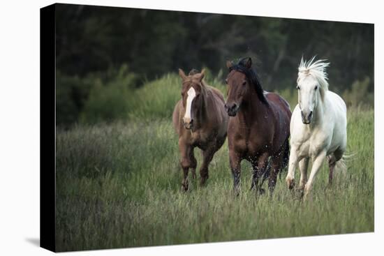 Three horses running through a green grassy field-Sheila Haddad-Premier Image Canvas