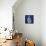 Three Indigo Calla Lilies-Albert Koetsier-Stretched Canvas displayed on a wall