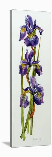 Three Irises with Leaves-Joan Thewsey-Premier Image Canvas