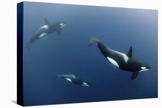 Three Killer Whales - Orcas (Orcinus Orca) Underwater, Kristiansund, Nordm?re, Norway, February-Aukan-Premier Image Canvas