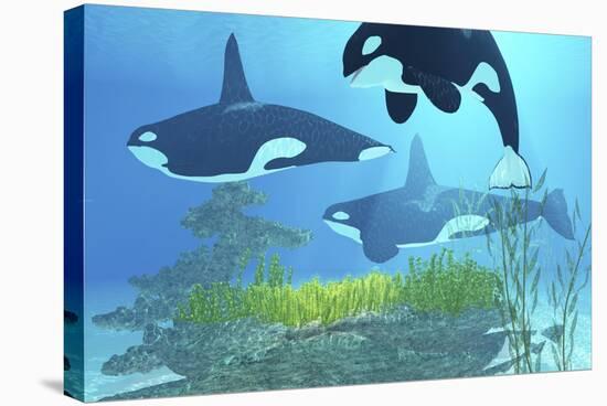 Three Killer Whales Pass over a Reef on a Journey to Find their Next Prey-Stocktrek Images-Stretched Canvas