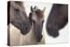 Three Konik Wild Horses (Equus Ferus Caballus). The Netherlands, November-Edwin Giesbers-Premier Image Canvas