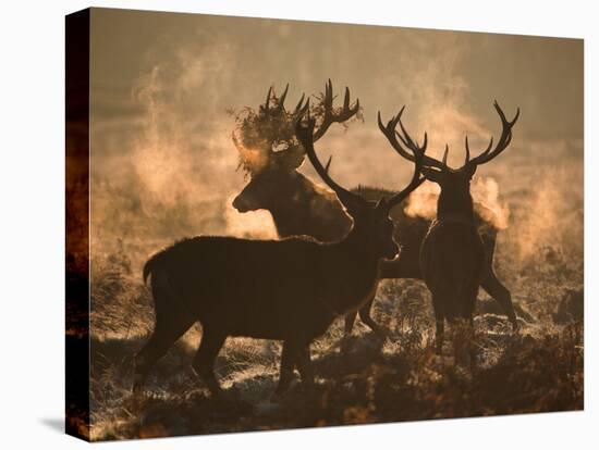 Three Large Deer Stags Bonding in the Early Morning Mists of Richmond Park-Alex Saberi-Premier Image Canvas
