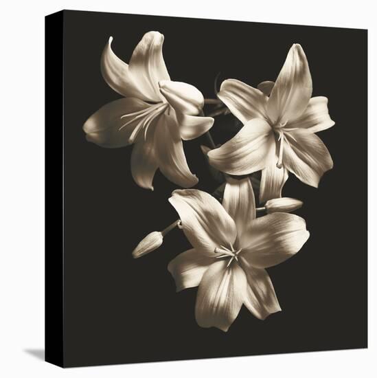 Three Lilies-Michael Harrison-Stretched Canvas