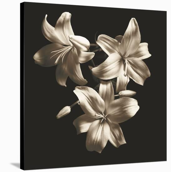 Three Lilies-Michael Harrison-Stretched Canvas