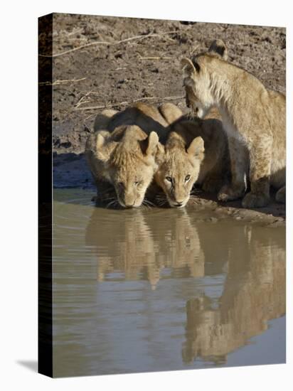 Three Lion Cubs Drinking, Masai Mara National Reserve, Kenya, East Africa, Africa-James Hager-Premier Image Canvas