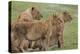 Three Lion Cubs, Ngorongoro Conservation Area, Tanzania-James Heupel-Premier Image Canvas