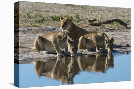 Three lionesses (Panthera leo) at waterhole, Botswana, Africa-Sergio Pitamitz-Premier Image Canvas