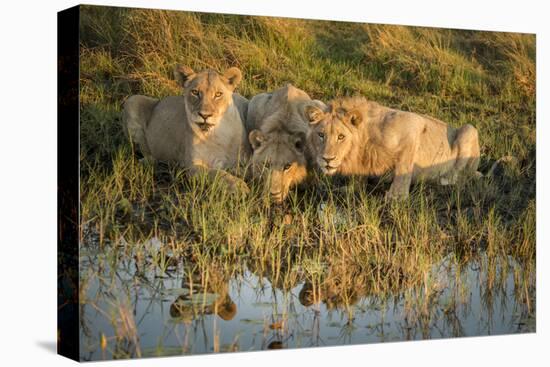 Three Lions Drinking from Pond-Sheila Haddad-Premier Image Canvas