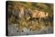 Three Lions Drinking from Pond-Sheila Haddad-Premier Image Canvas