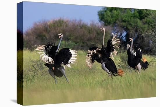 Three male Ostriches flapping wings in aggressive display-Ann & Steve Toon-Premier Image Canvas