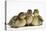 Three Mallard (Anas Platyrhynchos) Ducklings, 1 Week Old, Captive-Mark Taylor-Premier Image Canvas