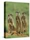 Three Meerkats (Suricates), Suricata Suricatta, Addo National Park, South Africa, Africa-Ann & Steve Toon-Premier Image Canvas