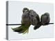 Three Monk Parakeets Brace Themselves against a Stiff Breeze as They Perch on a Wire-null-Premier Image Canvas