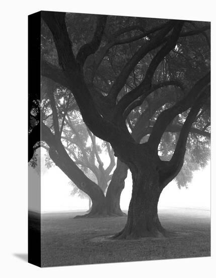 Three Oaks in Fog, Manresa Retreat-William Guion-Stretched Canvas