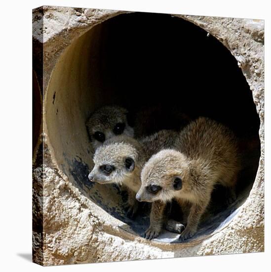 Three of Jenny the Meerkats New Babies Venture Out at London Zoo-null-Premier Image Canvas