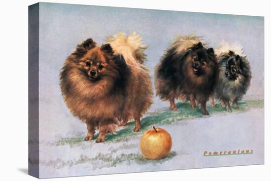 Three of Mrs. Hall Walker's Champion Pomeranians-null-Stretched Canvas