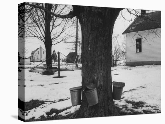 Three Pails Laying Against the Tree for Catching Maple Being Tapped in the Catskill Mt. Region-Richard Meek-Premier Image Canvas