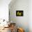 Three Pears-Terri Hill-Premier Image Canvas displayed on a wall