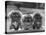 Three Pekingese Puppies One Lying the Other Two Sitting-null-Premier Image Canvas