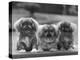 Three Pekingese Puppies One Lying the Other Two Sitting-null-Premier Image Canvas