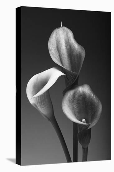 Three Pink Calla Lilies-George Oze-Premier Image Canvas