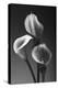 Three Pink Calla Lilies-George Oze-Premier Image Canvas