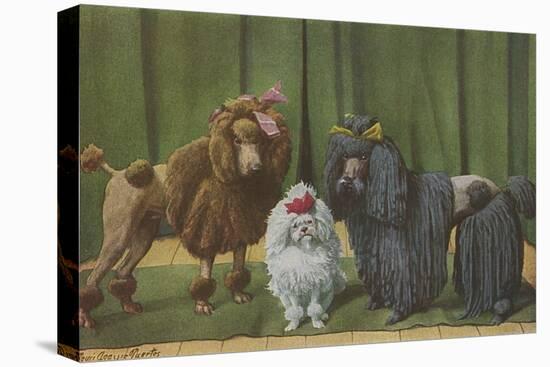 Three Poodle Specimens-Louis Agassiz Fuertes-Premier Image Canvas