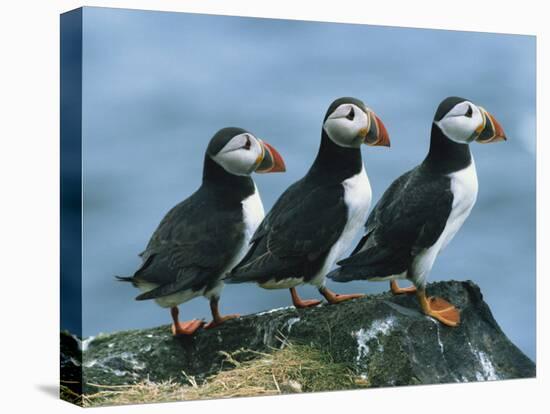 Three Puffins on Rock, Craigleath Island, East Lothian, Scotland, United Kingdom, Europe-Rainford Roy-Premier Image Canvas